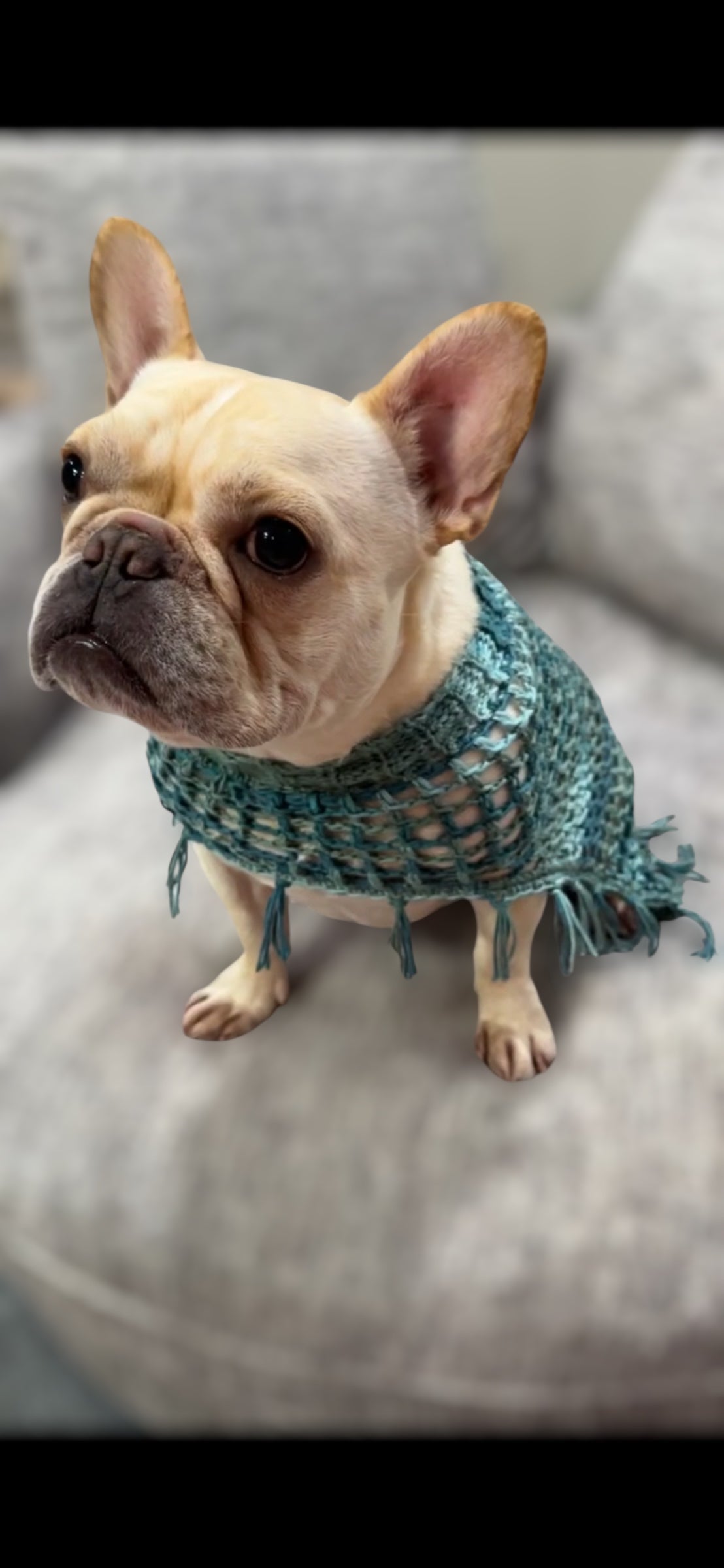 Crochet Dog Poncho - Ocean Breeze