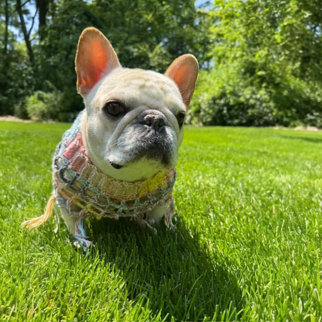 Crochet Dog Poncho - Summer Nights