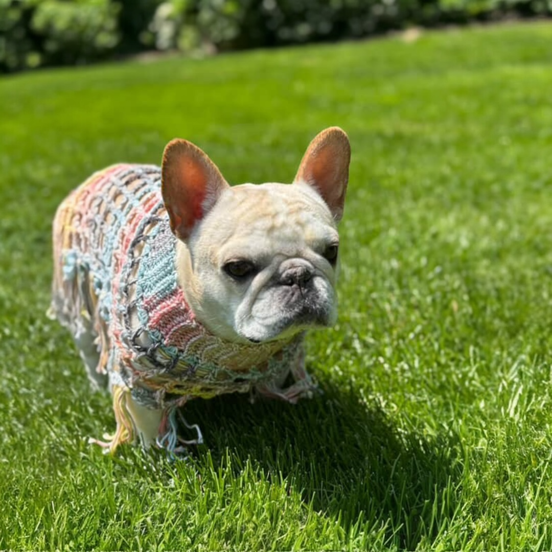 Crochet Dog Poncho - Summer Nights